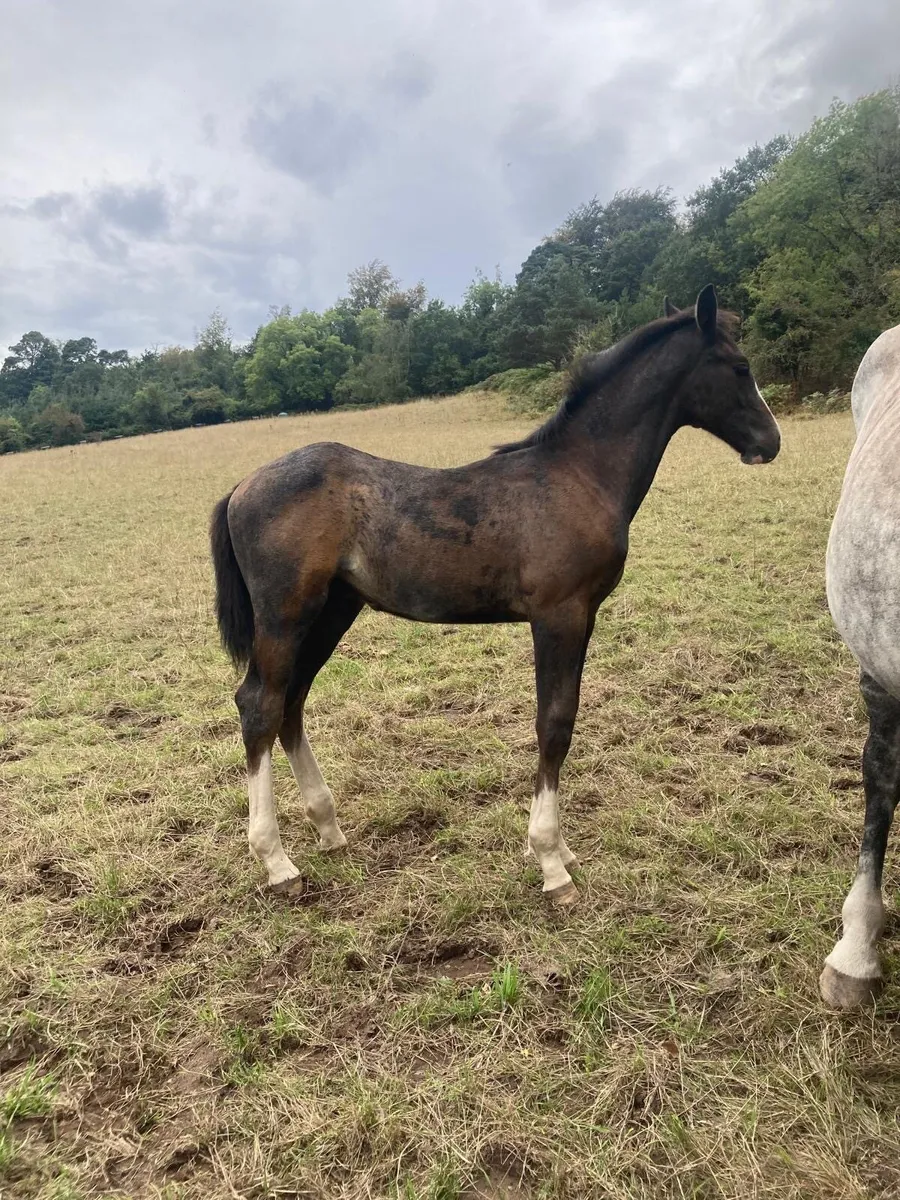 Luidam colt foal - Image 4