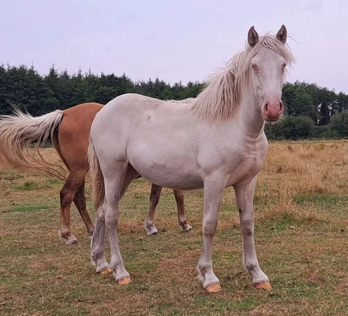 Big Cremello Filly - Image 3