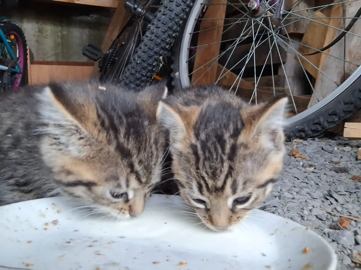 Kitten - Image 4