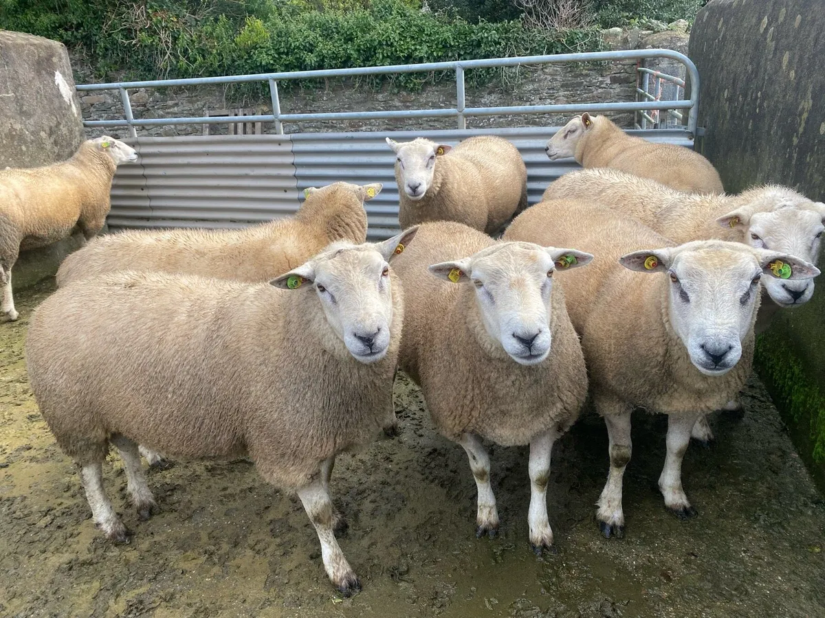 PBR Belclare hoggets - Image 1