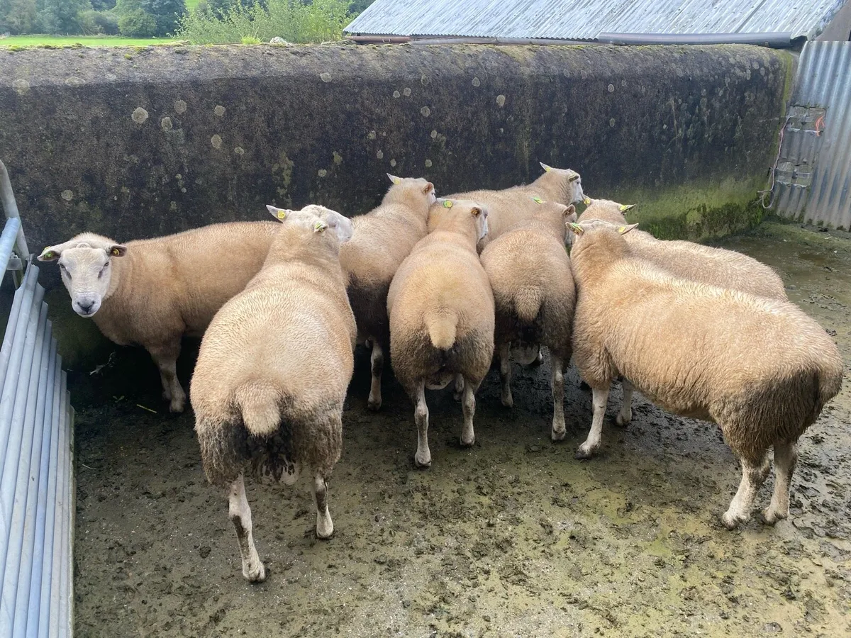 PBR Belclare hoggets - Image 2
