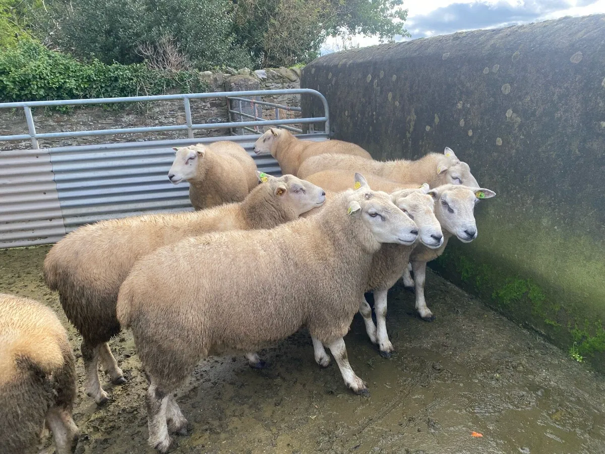 PBR Belclare hoggets - Image 3