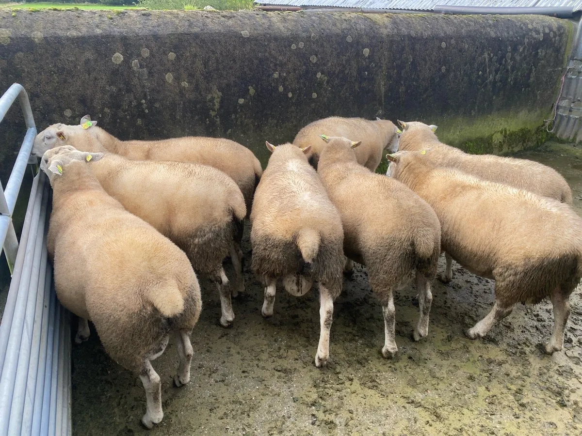 PBR Belclare hoggets - Image 4