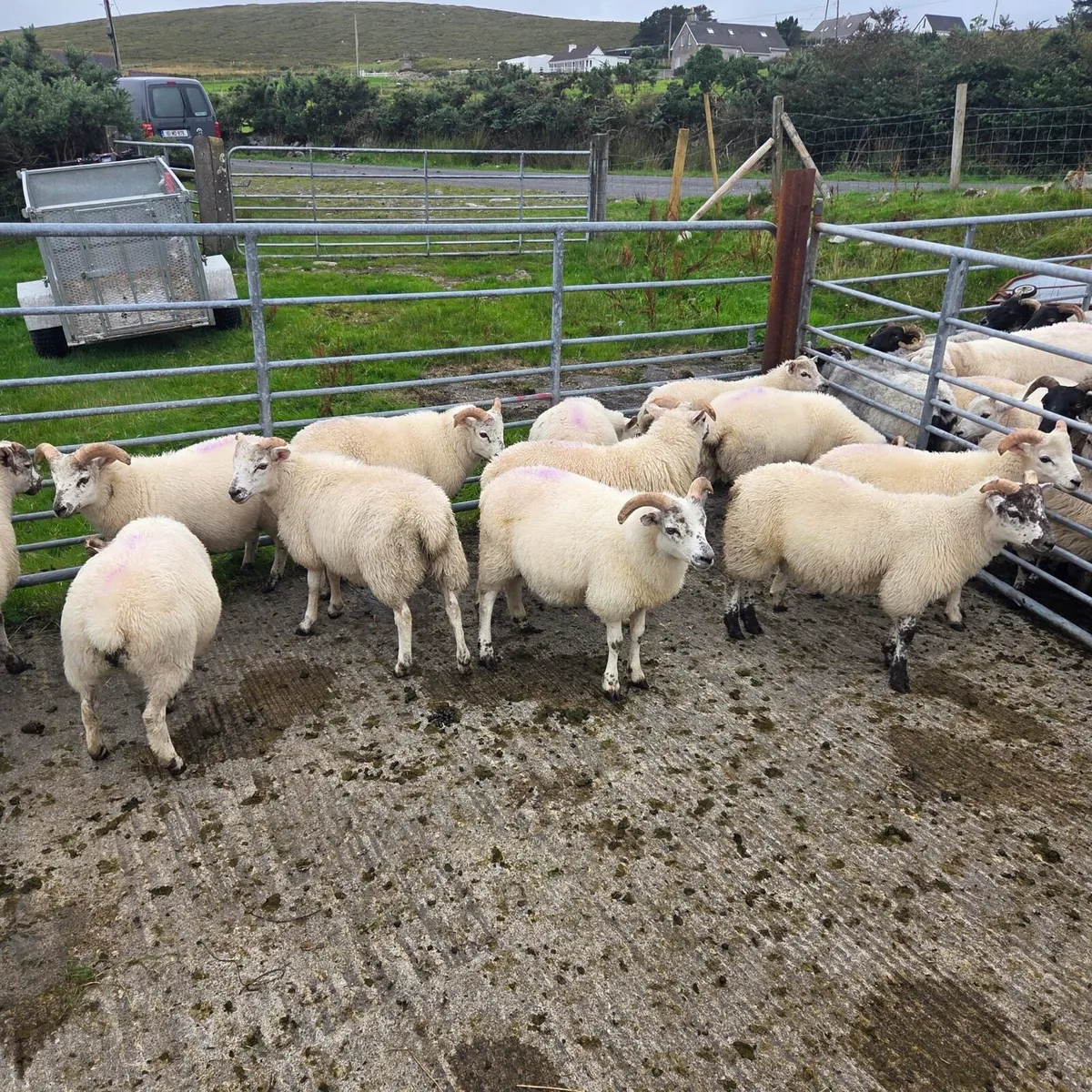 Lambs and ewes - Image 1