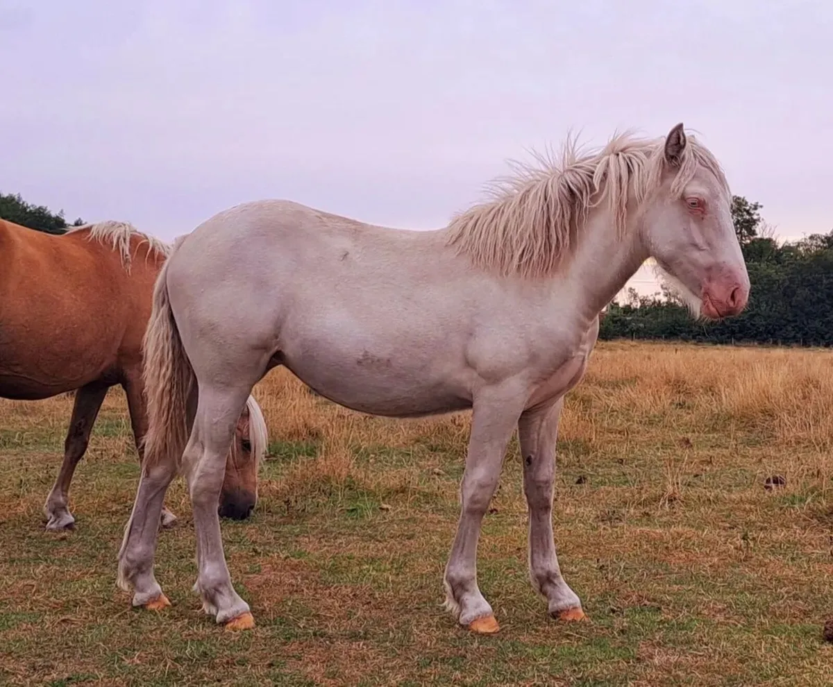 Big Cremello Filly - Image 1
