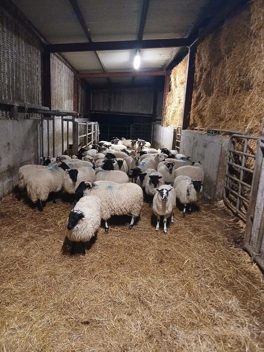 Organic ewe lambs - Image 2