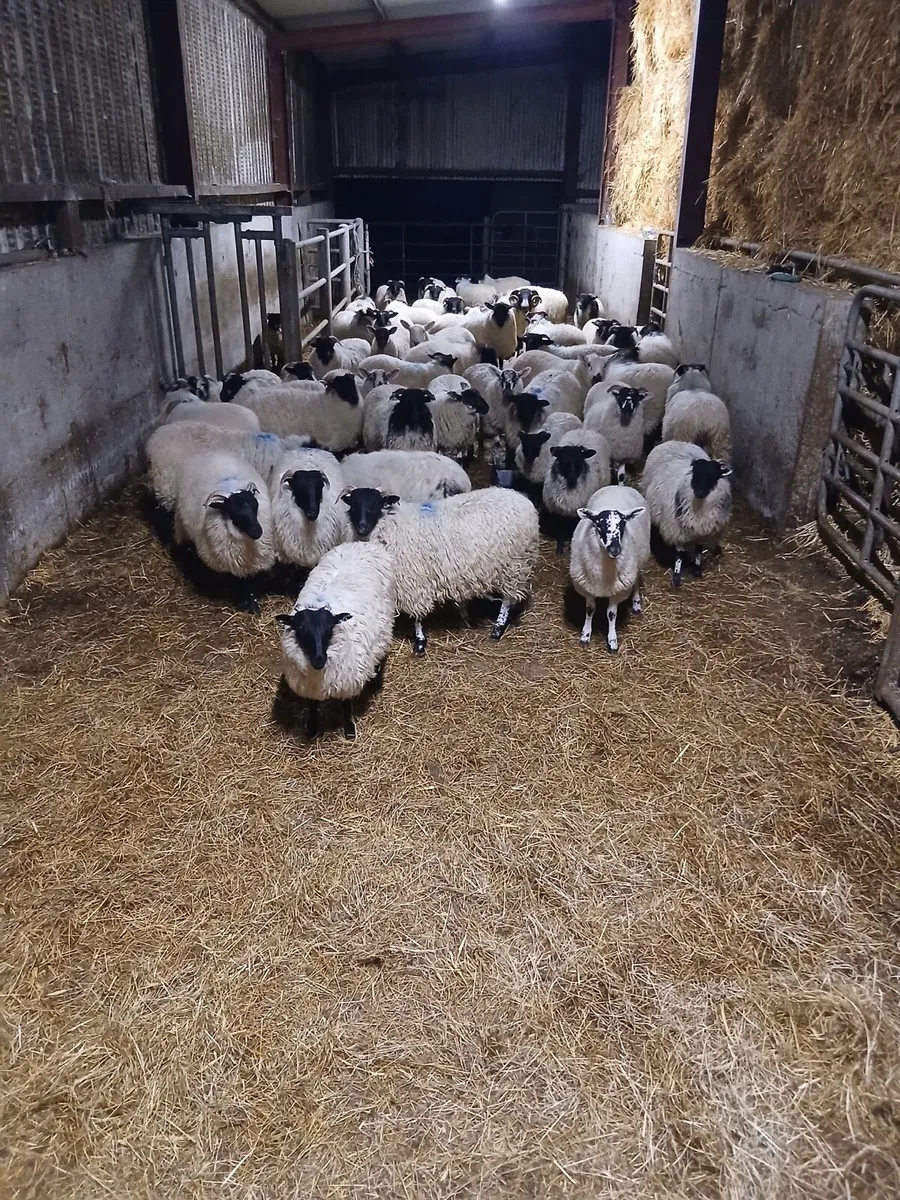 Organic ewe lambs - Image 1