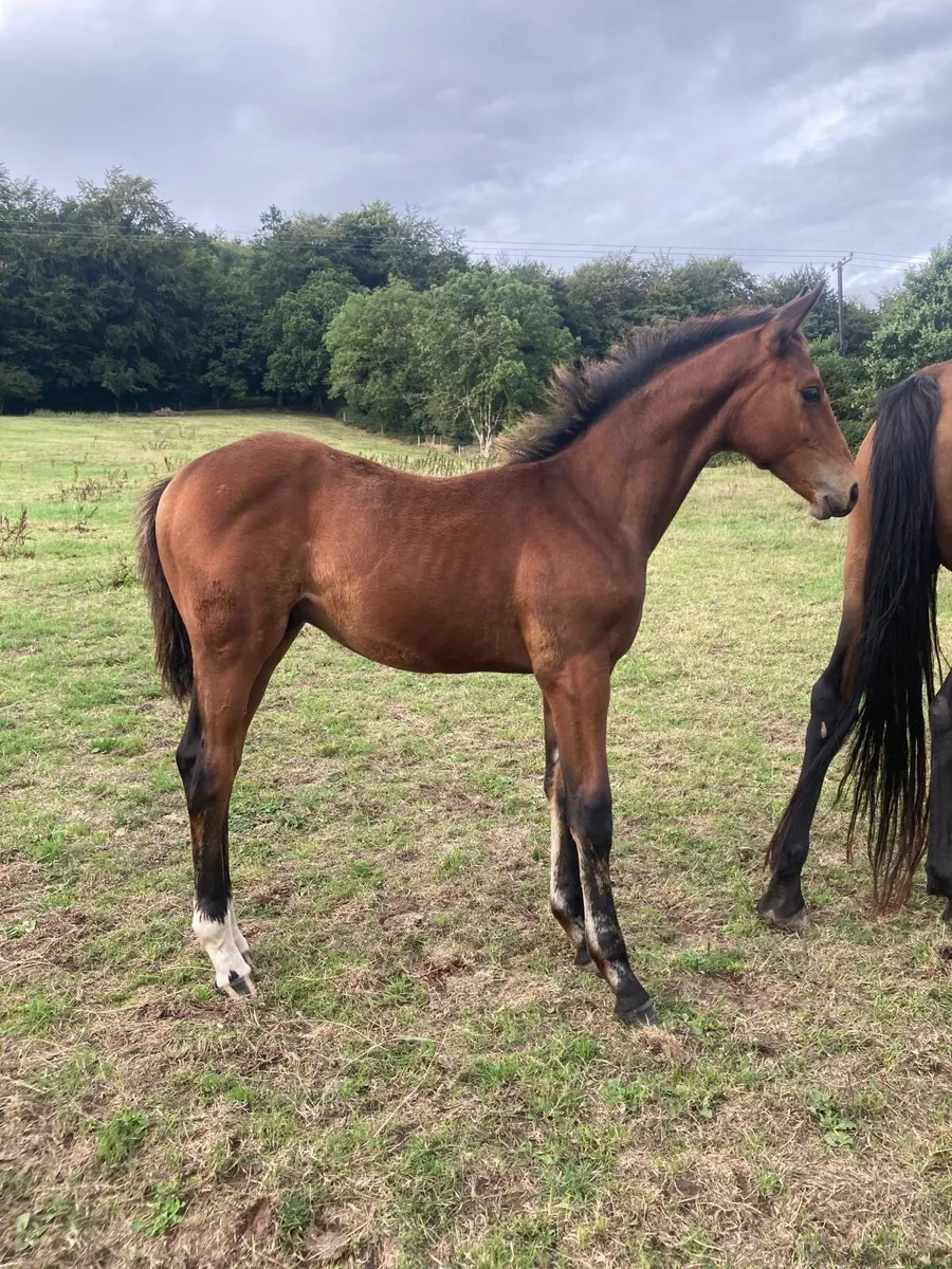 OBOS QUALITY. Colt foal - Image 2