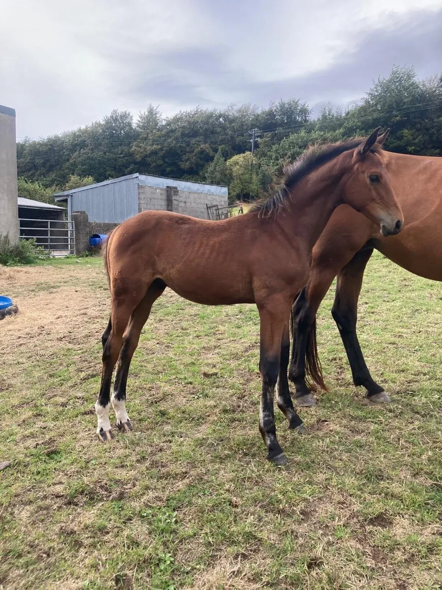 OBOS QUALITY. Colt foal - Image 4