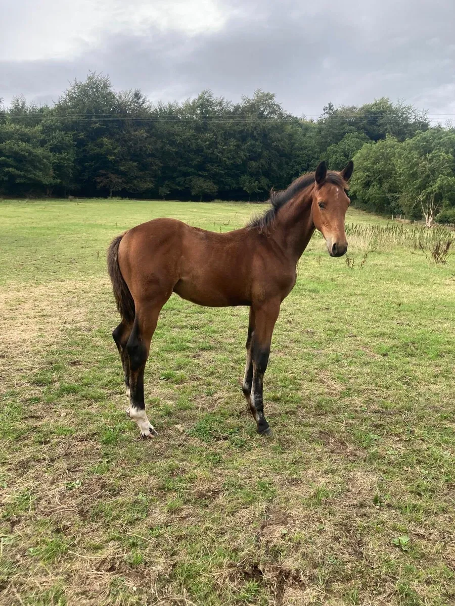 OBOS QUALITY. Colt foal - Image 3