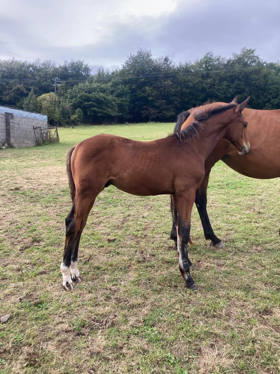 OBOS QUALITY. Colt foal - Image 1