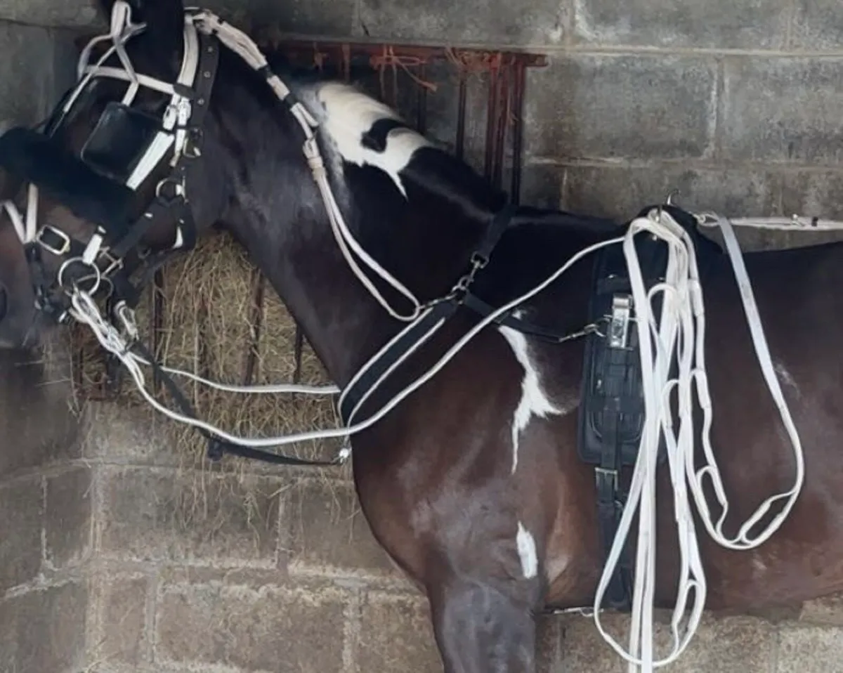 Good set Quick itch harness - Image 3