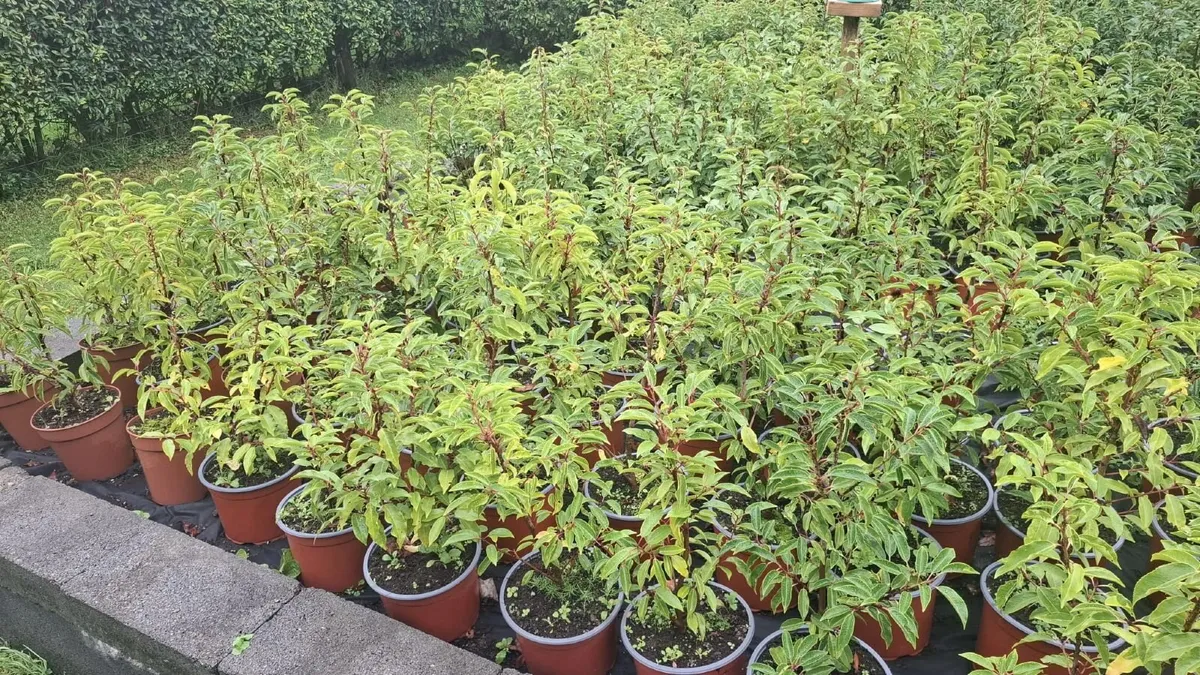 Portuguese Laurel - Image 4