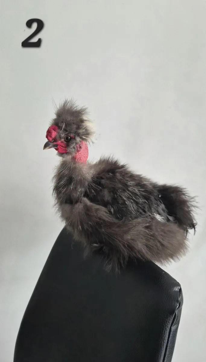 Silkie Roosters - Image 3