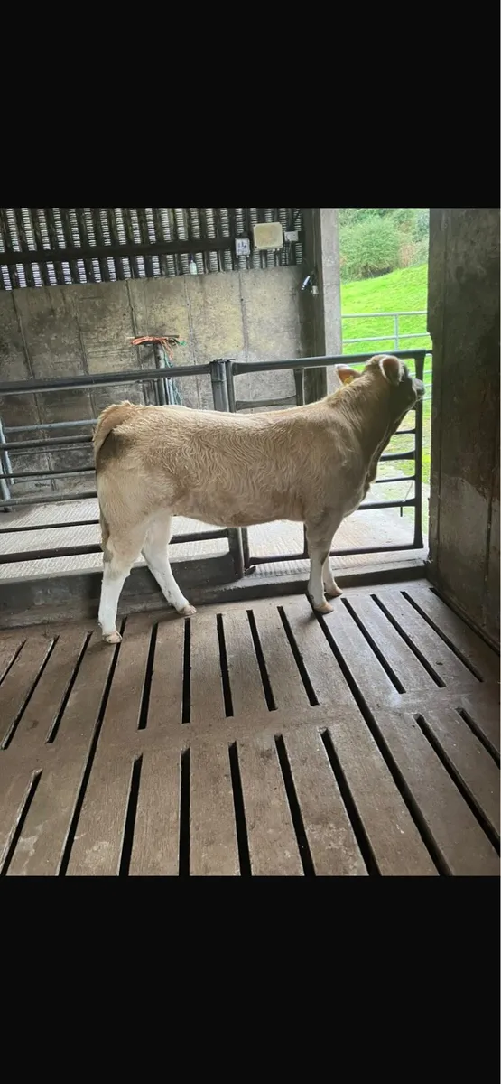 Hiffer for kilfenora mart - Image 1