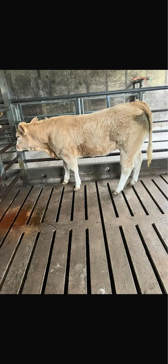 Hiffer for kilfenora mart - Image 2