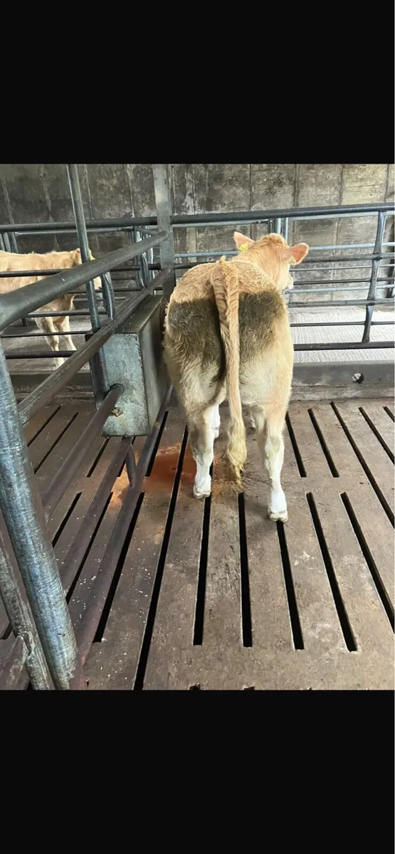 Hiffer for kilfenora mart - Image 3