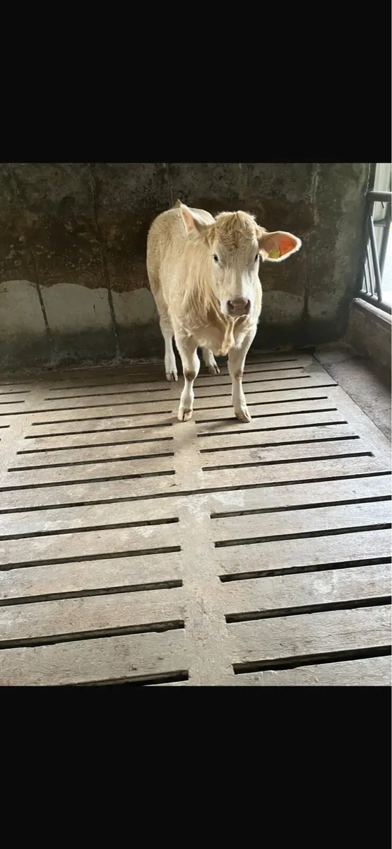 Hiffer for kilfenora mart - Image 4