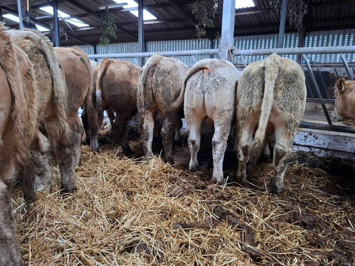 25 super bull weanlings - Image 3