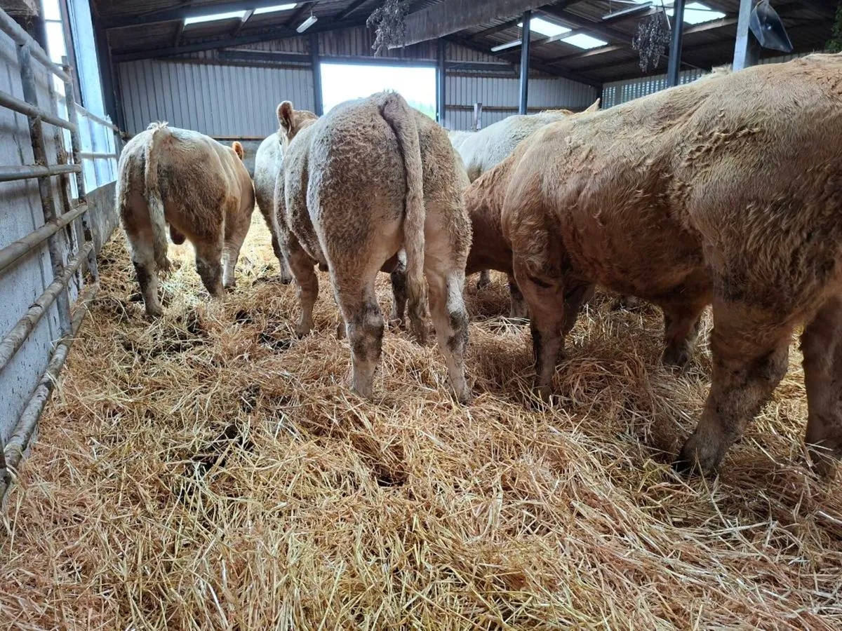 25 super bull weanlings - Image 2