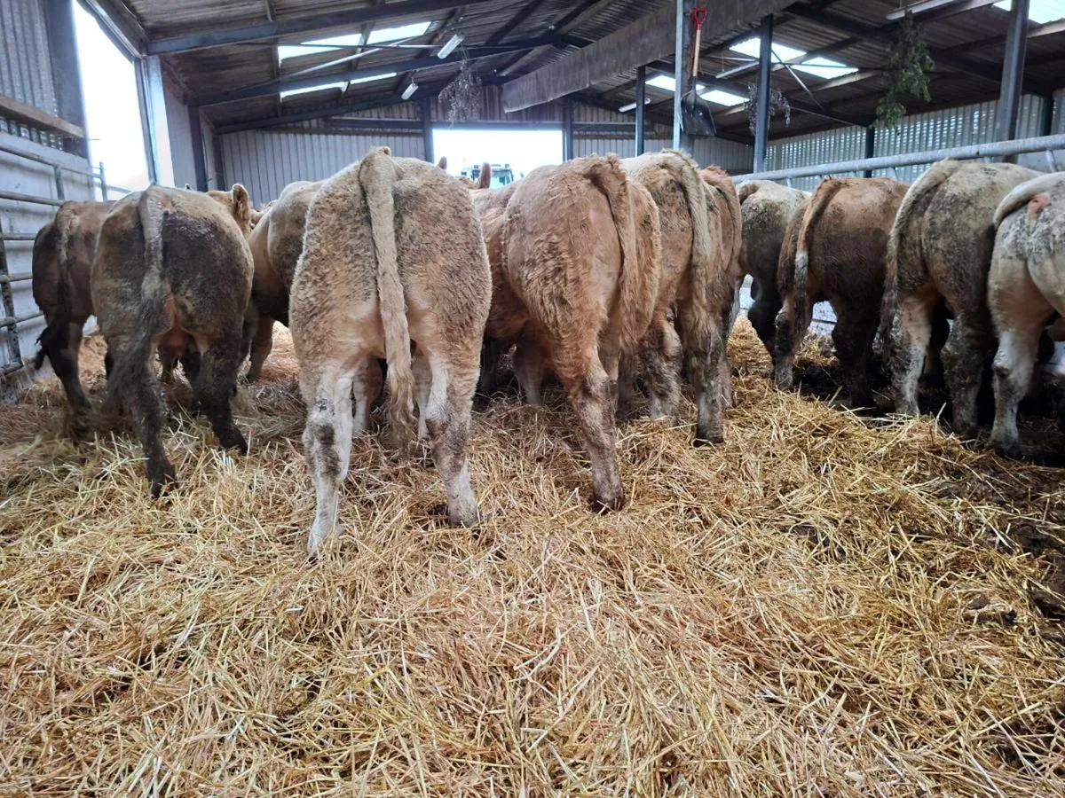 25 super bull weanlings - Image 4