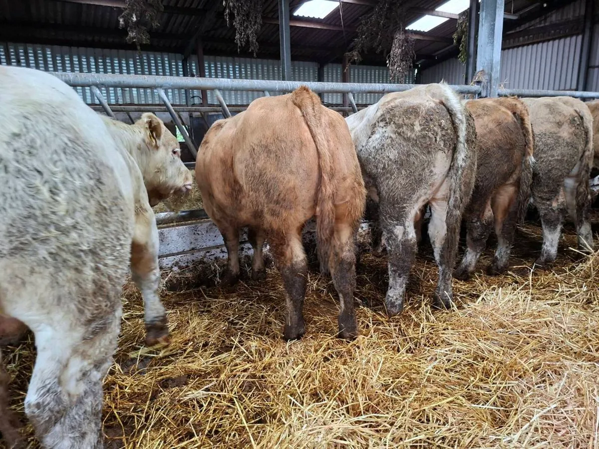 25 super bull weanlings - Image 1