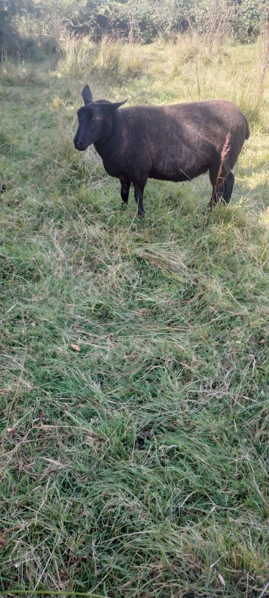 3/4 breed Dutch spotted sheep - Image 3