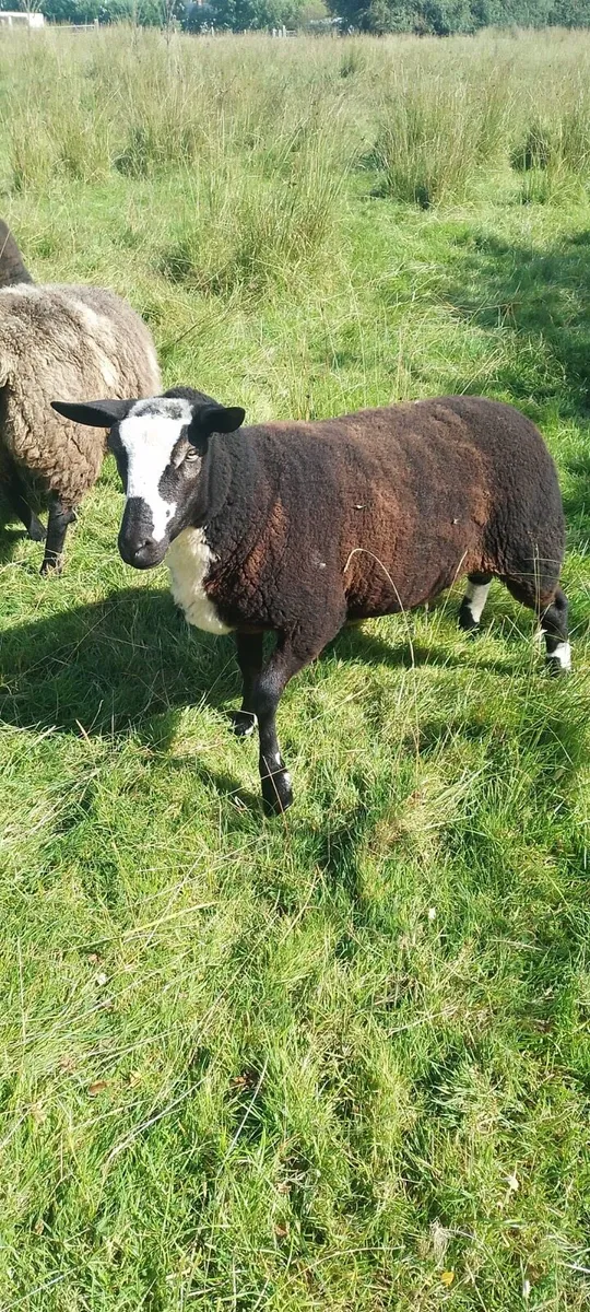 3/4 breed Dutch spotted sheep - Image 1