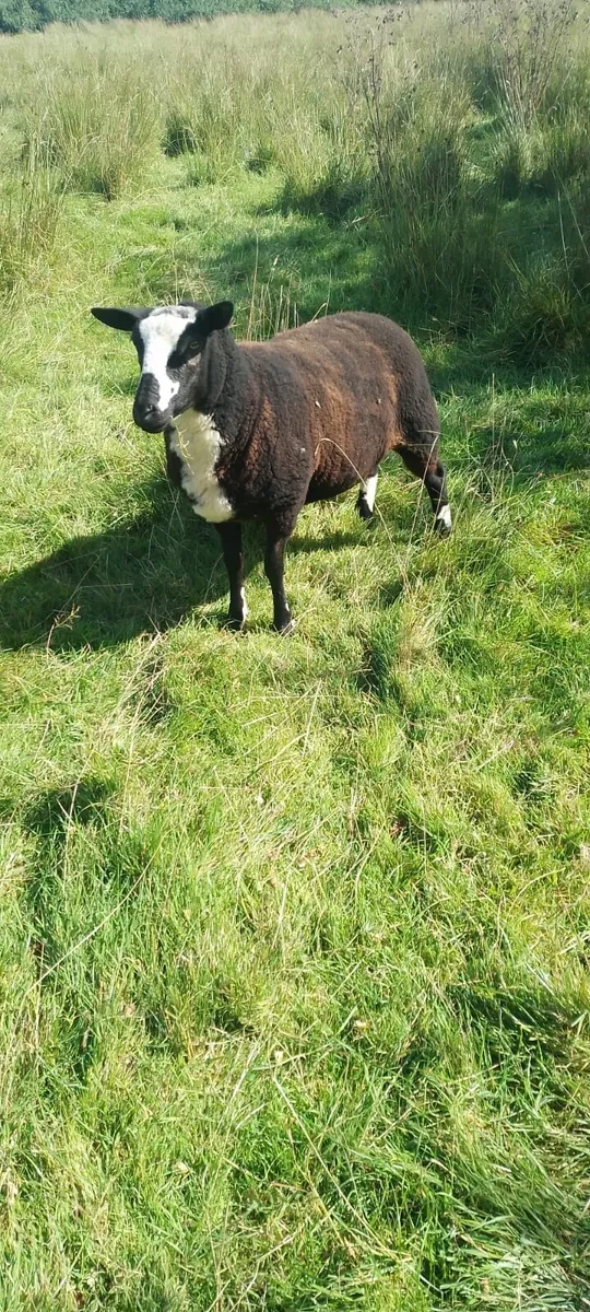 3/4 breed Dutch spotted sheep - Image 2