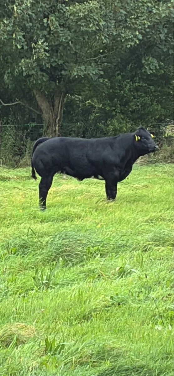 Sfl Show weaning heifer - Image 1