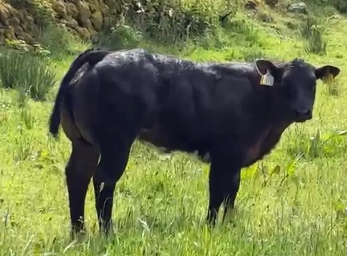 Sfl Show weaning heifer - Image 2
