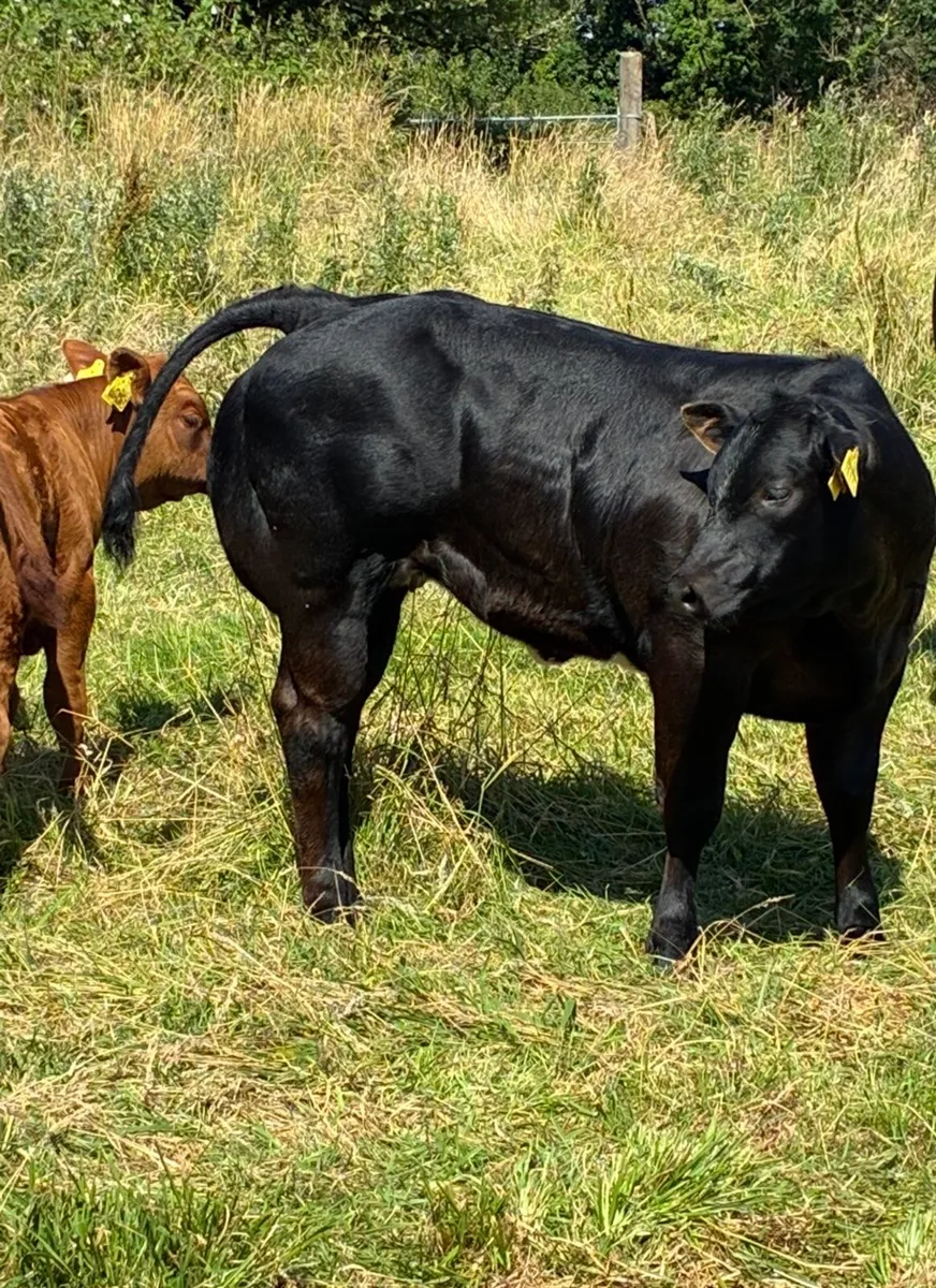 Sfl Show weaning heifer - Image 3