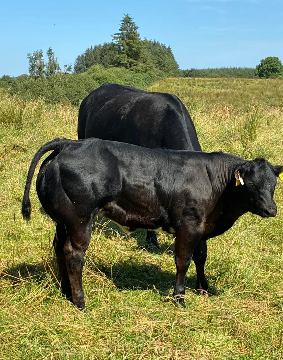 Sfl Show weaning heifer - Image 4