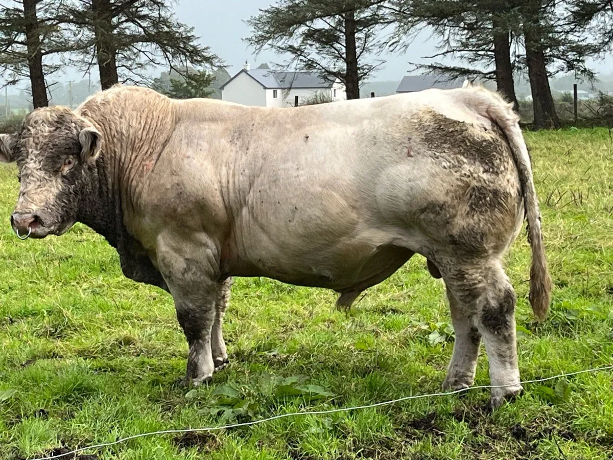 Charolais bull - Image 3