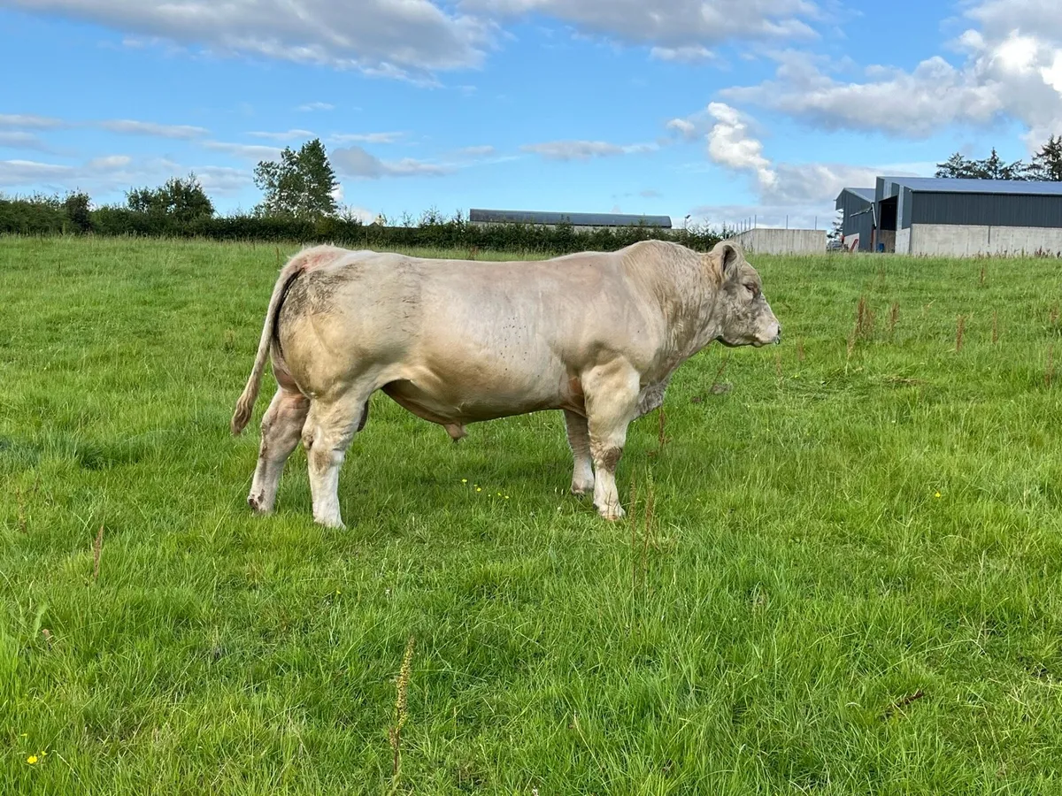 Charolais bull - Image 4