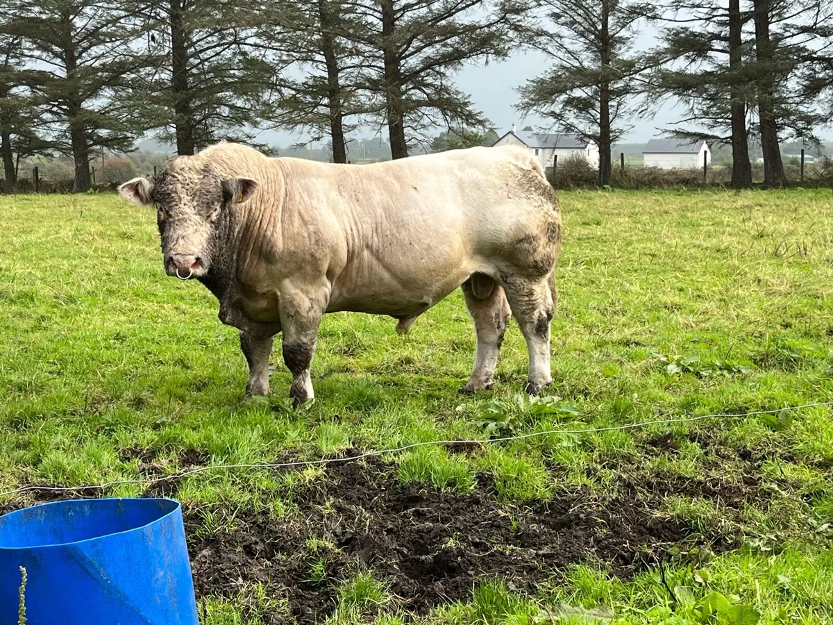 Charolais bull - Image 2