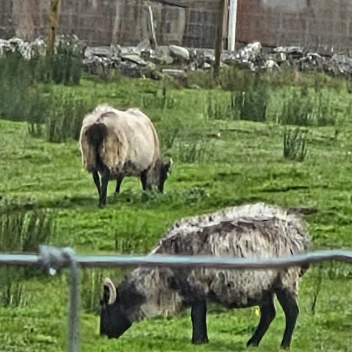 Lambs and ewes - Image 3