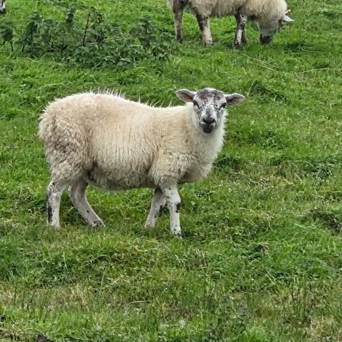 Lambs and ewes - Image 4