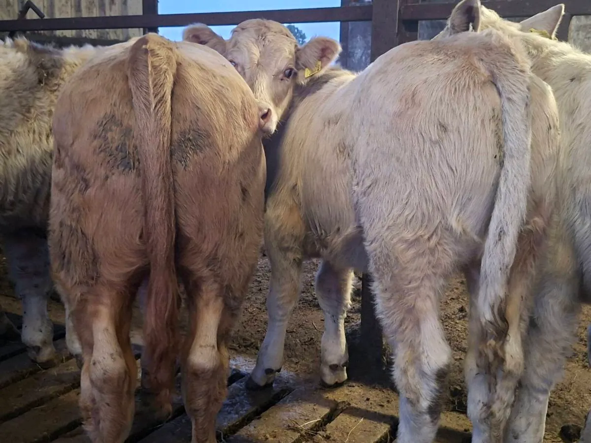 3 Smashing Suckler bull Weanlings - Image 1