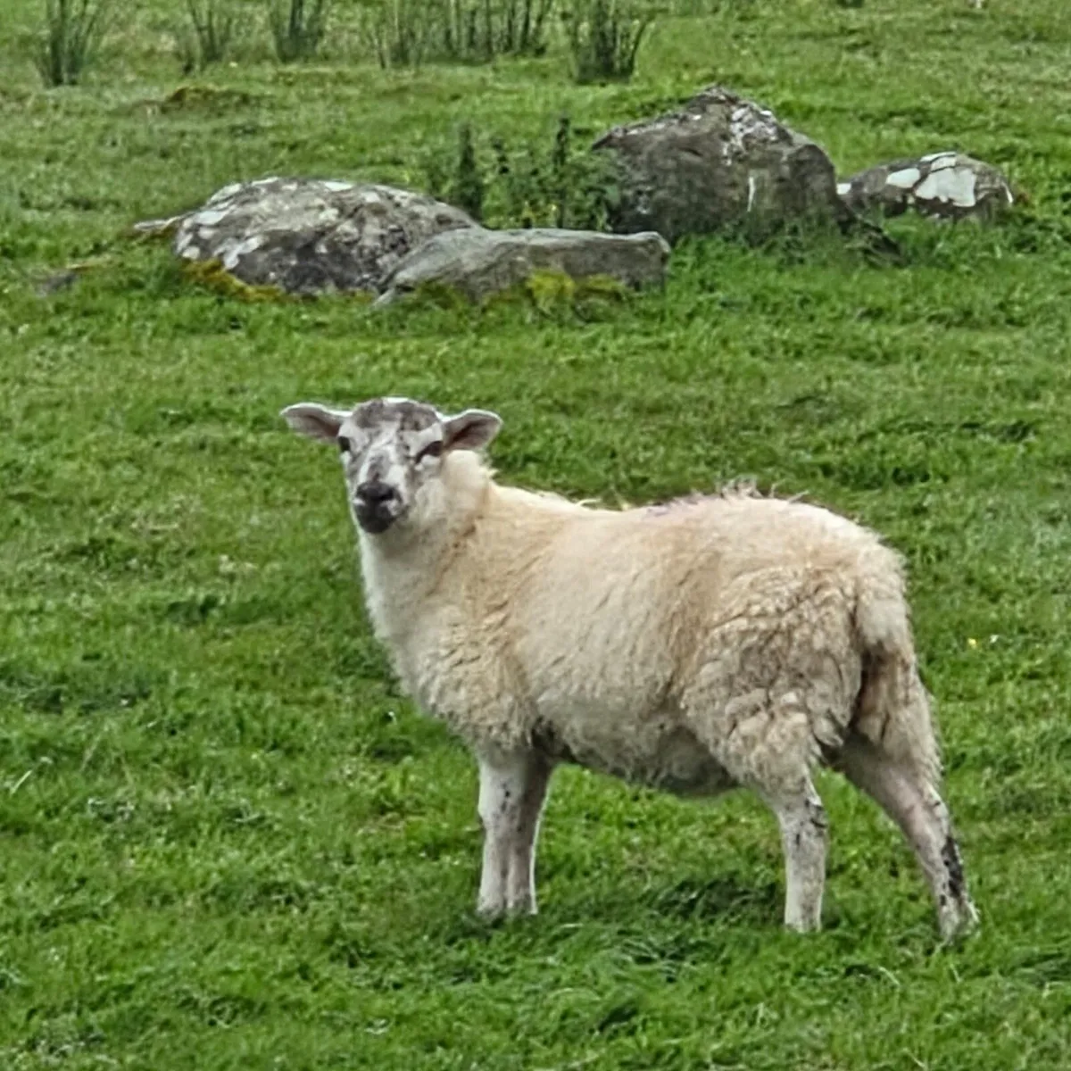 Lambs and ewes - Image 2