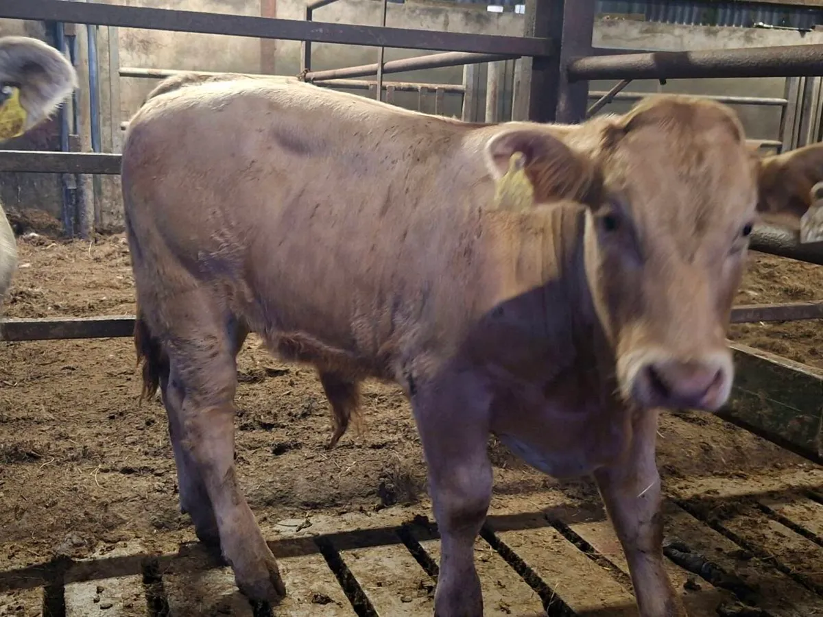 3 Smashing Suckler bull Weanlings - Image 2