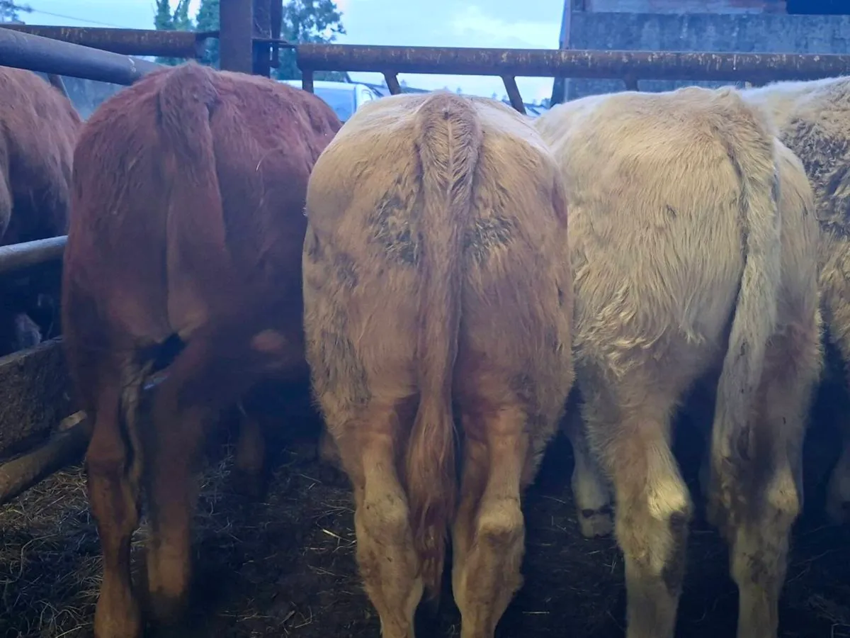3 Smashing Suckler bull Weanlings - Image 4