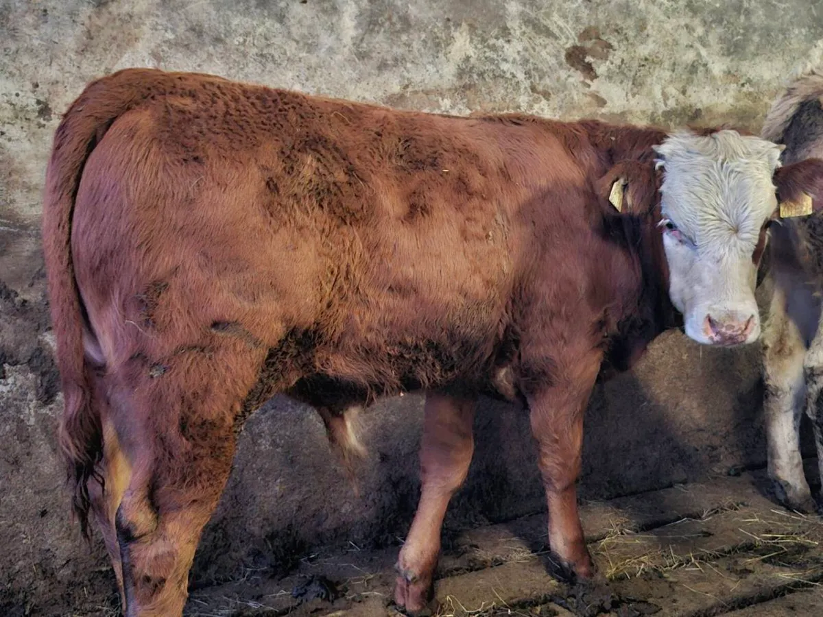 3 Smashing Suckler bull Weanlings - Image 3