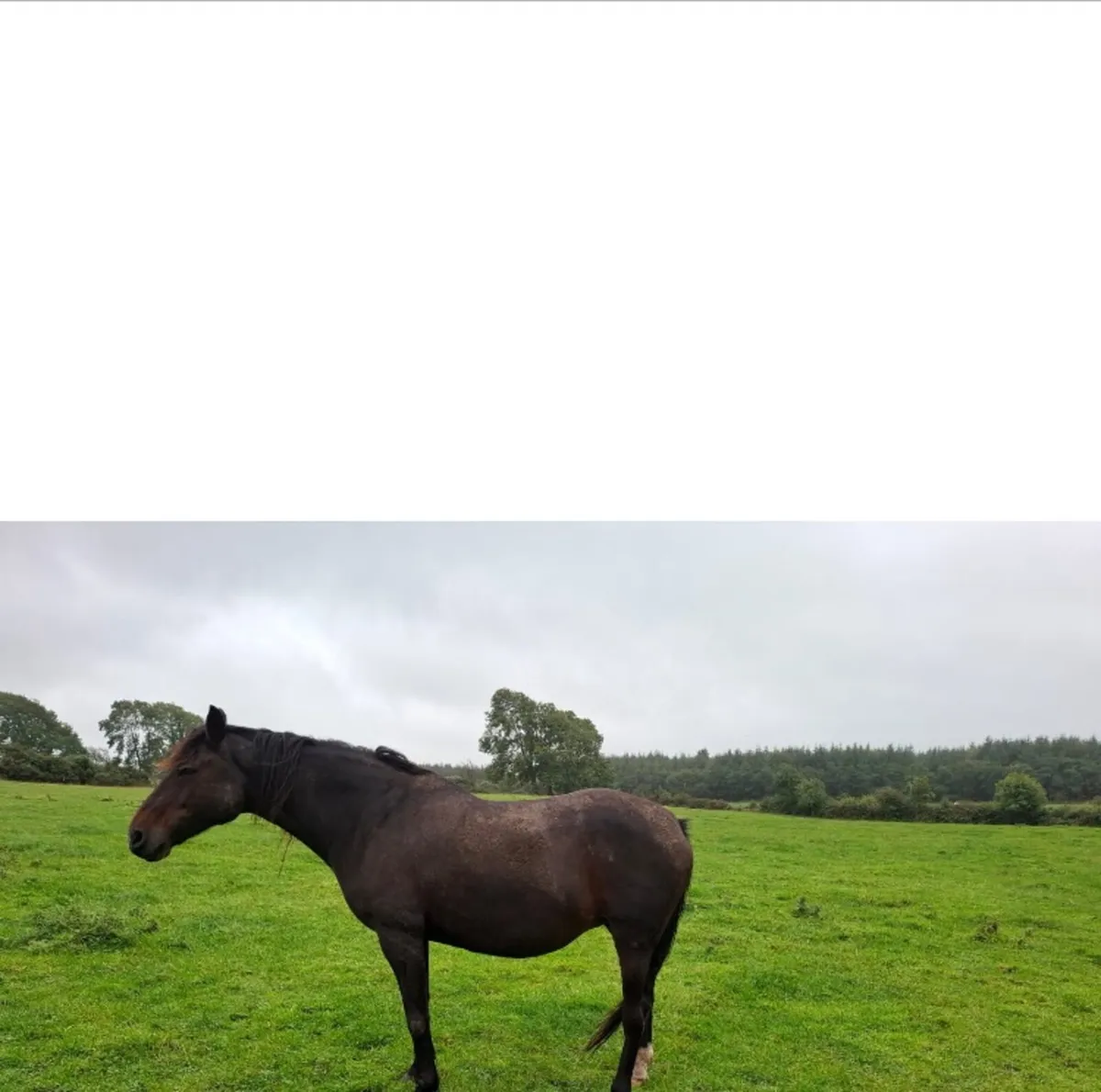Mare - Image 3