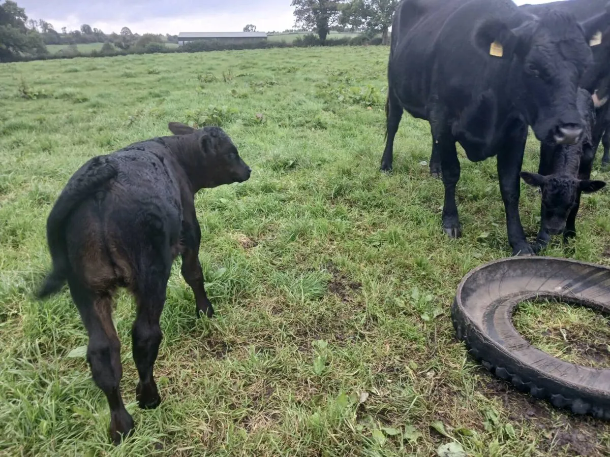 3 AA first calvers - Image 1