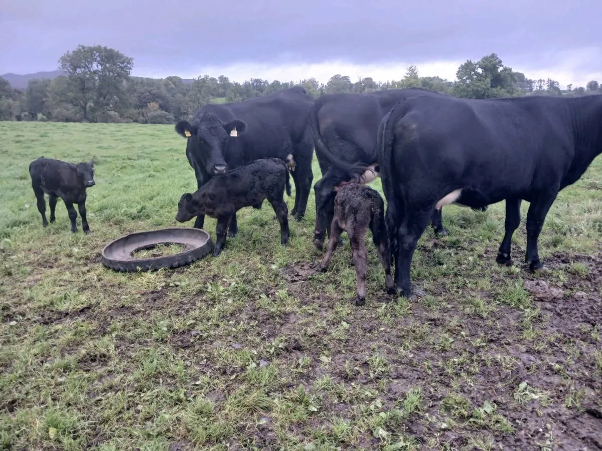 3 AA first calvers - Image 4