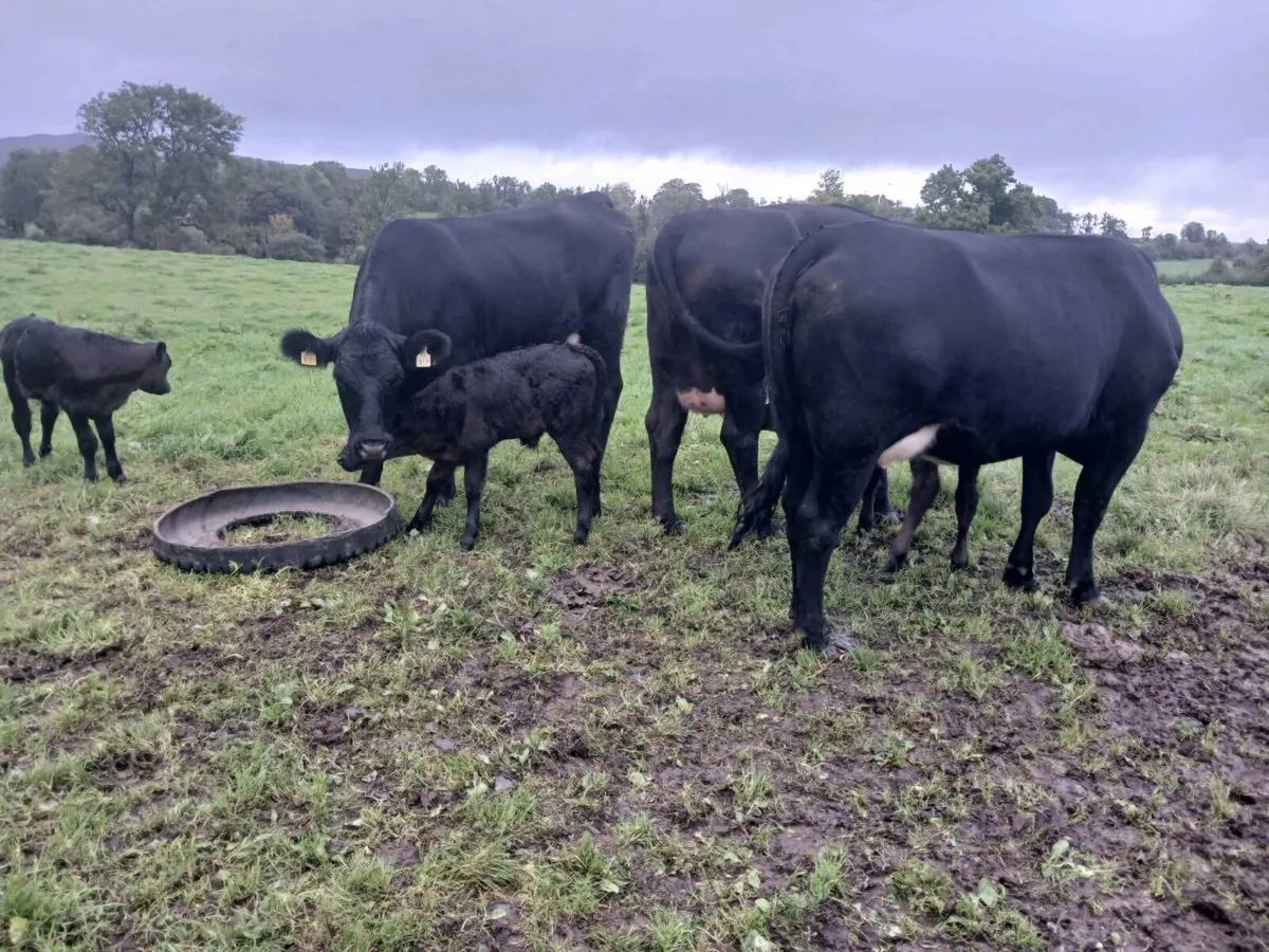 3 AA first calvers - Image 2