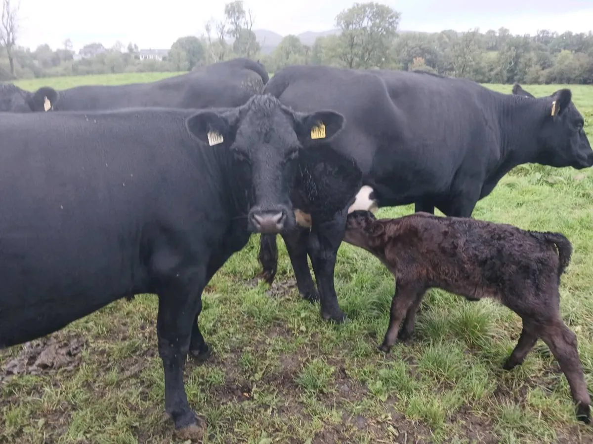 3 AA first calvers - Image 3