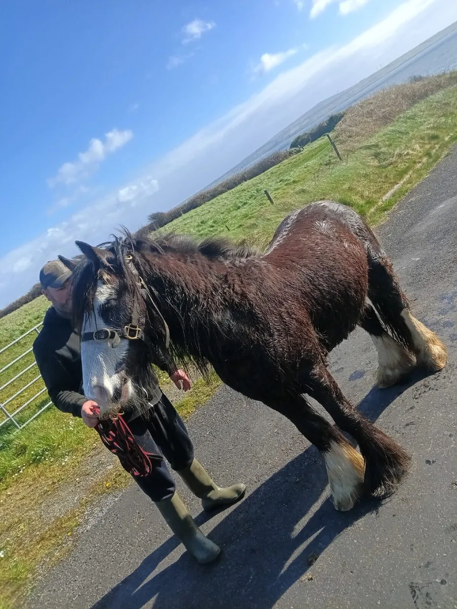 Horse - Image 2