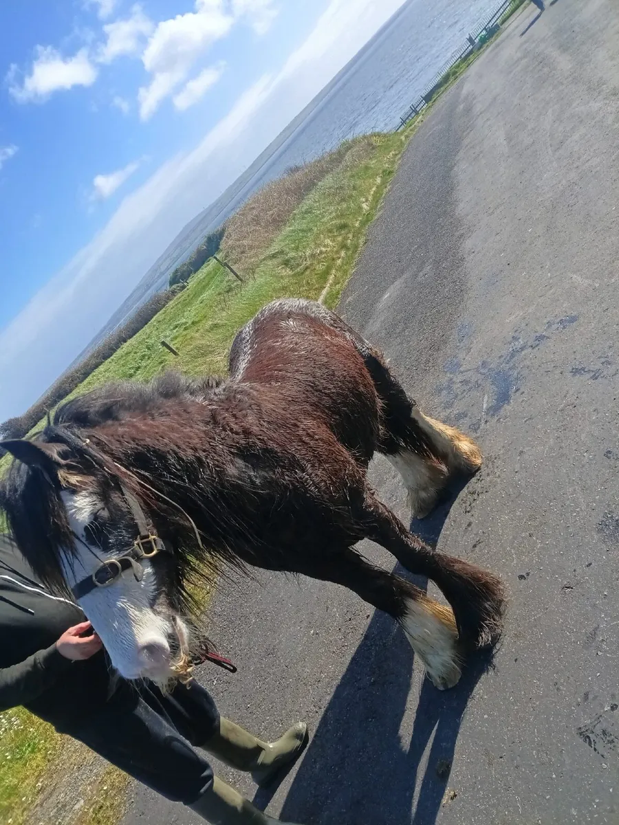 Horse - Image 1
